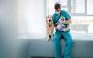 Die Tier-Docs! Pfotenhelden mit Herz  | Do 11.06. 20:15 SAT.1 Gold