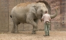 Elefant, Tiger & Co. | TV-Programm von Das Erste