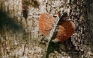 Chinas wilde Geheimnisse | TV-Programm von arte