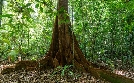 Hoffnungsträger Wald - Können Bäume das Klima retten? | TV-Programm von zdfinfo