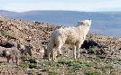 Polarwölfe - Überleben in Kanadas Arktis | TV-Programm von 3sat