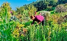 Heimat entdecken: Wenn Gärten glücklich machen! | TV-Programm von SWR