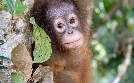Orang-Utans - Die unbekannten Menschenaffen | TV-Programm von arte