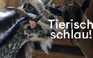 Tierisch schlau! | TV-Programm von arte