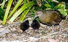 Lord Howe Island - Das gerettete Paradies | TV-Programm von arte