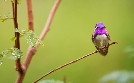 Die Farben der Tierwelt | TV-Programm von 3sat