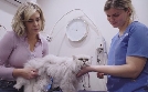 Australiens Tierrettung - Einsatz am Bondi Beach | TV-Programm von sixx