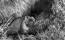 Tierisch fotogen | TV-Programm von arte