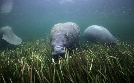 Frisches Gras für die Seekuh | TV-Programm von arte