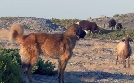 Naturparks in Portugal | TV-Programm von ARD alpha HD