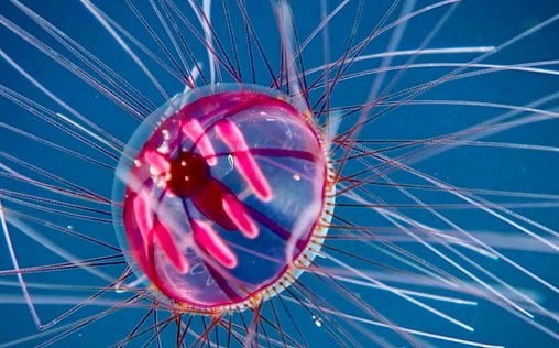 Faszination Tiefsee - Expedition zum Grund der Meere 
 