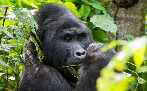 Expedition Afrika - Unterwegs mit Fotograf und Filmemacher Reinhard Mink 
 