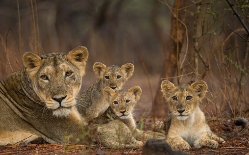 Wildes Indien 
 Wüsten