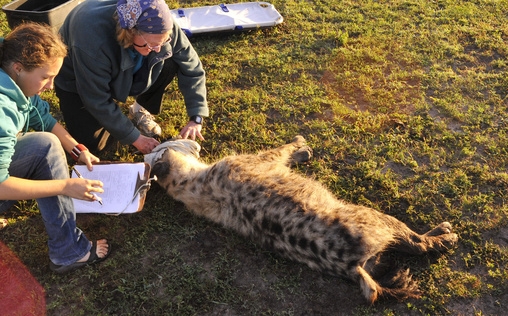 Hyänen - Die Königinnen der Masai Mara 
 Sie sind nicht so stark wie Löwen. Sie sind nicht ...