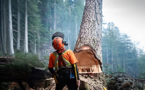 The Last Woodsmen - Holzfäller am Limit 
 Die Chance des Lebens