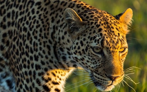 Die Leopardin 
 Königin der Schatten