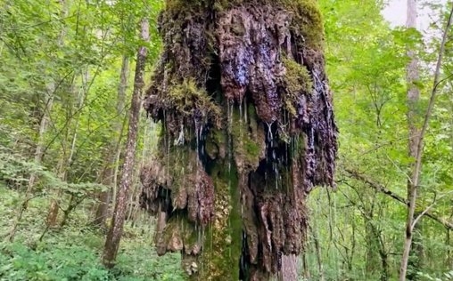 Nicht von dieser Welt 
 Grüner Schleim, Wasser im Wald und blaues Licht