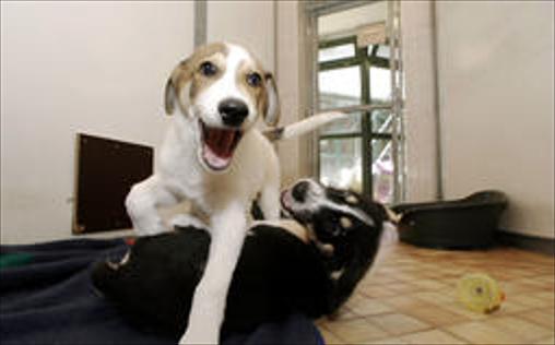 Tiere Suchen Ein Zuhause Jetzt Aufnehmen