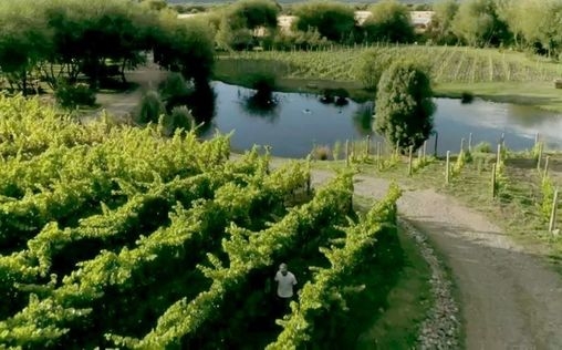 Die wunderbare Welt der Weine 
 Patagonien: Weinbau am Ende der Welt