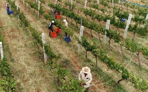 Die wunderbare Welt der Weine 
 Indien - Die Trauben der Moderne