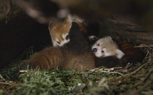 natur exclusiv 
 Der Kleine Panda - Verborgen im Himalaya