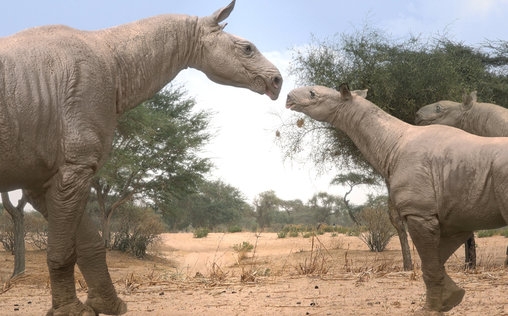 Giganten der Urzeit 
 Riesenschlange und Mega-Nashorn