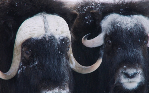 natur exclusiv 
 Tiermythen - Jäger des Lichts