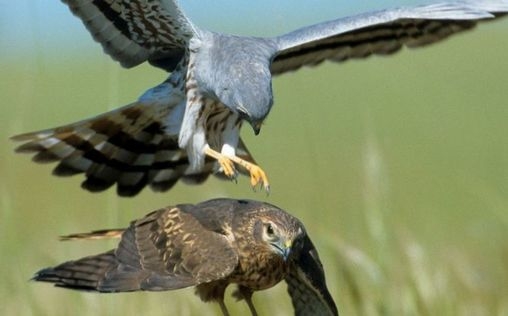 natur exclusiv 
 Artisten im Wind - Milane und Weihen