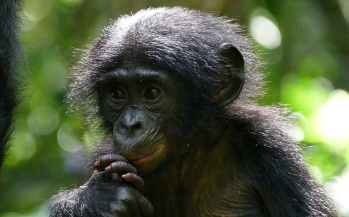 natur exclusiv 
 Das verborgene Leben der Bonobos