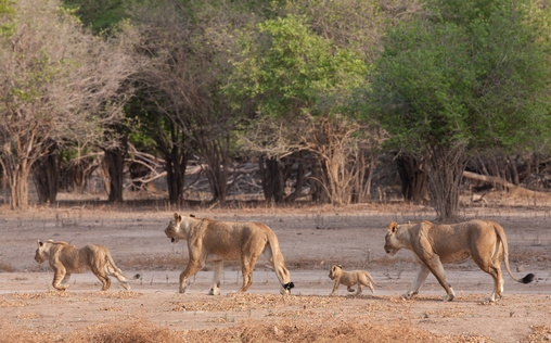 Die wilden Flüsse Afrikas 
 Sambesi