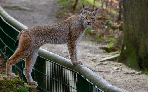 Expeditionen ins Tierreich 
 Der Harz - Eisige Gipfel, wilde Täler