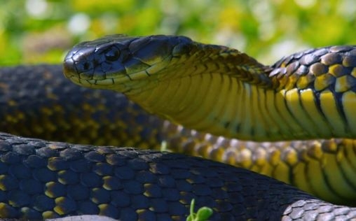 Die Schlangeninsel Australiens Todeszone Jetzt Aufnehmen