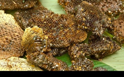 Die Bienenflüsterer 
 Kamerun: Der süße Schatz der Baka