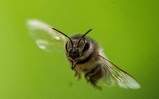 natur exclusiv 
 Ziemlich wilde Bienen