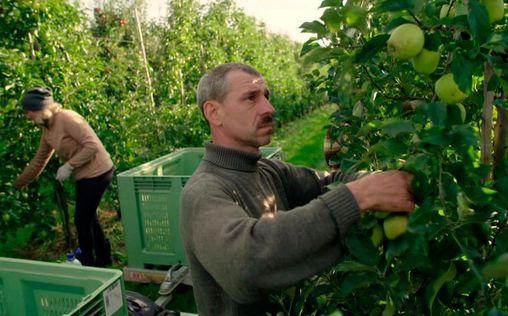 Heute im Osten - Reportage 
 Apfelland - Wie Polens Obstbauern expandieren