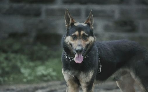 Unheimliche Videos 
 Die tote Frau vom Fluss