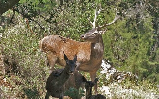 natur exclusiv 
 Sardinien - Arche aus Stein