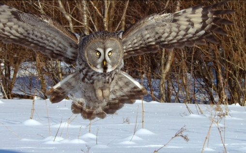 Wildes Skandinavien 
 Schweden