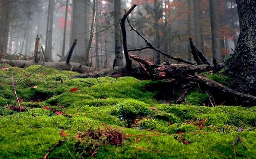Unsere Wälder 
 Die Sprache der Bäume