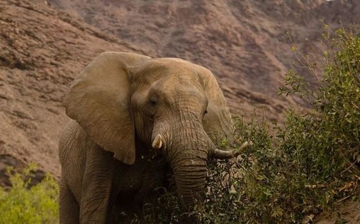 Die wilden Flüsse Afrikas 
 Sambesi
