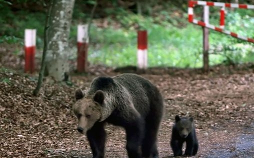 Freie Bahn für Wildtiere 
 Leben mit den Karpatenbären