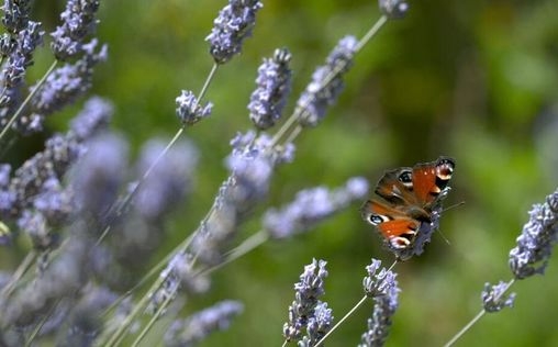 Erlebnis Erde 
 Die große Welt der kleinen Tiere