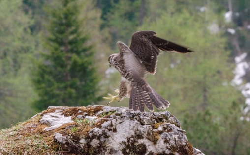 Naturparadies Seefeld - Im Reich des Wanderfalken 
 