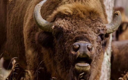 Abenteuer Wildnis 
 Polens wilder Osten