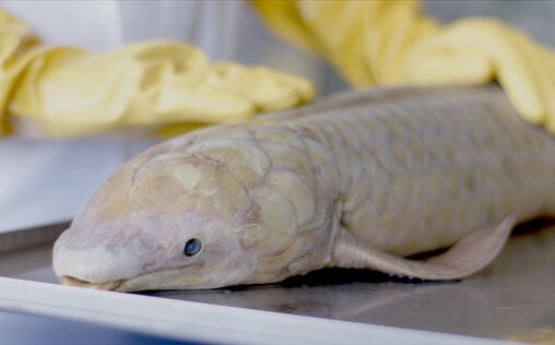Natur macht Geschichte 
 Luft