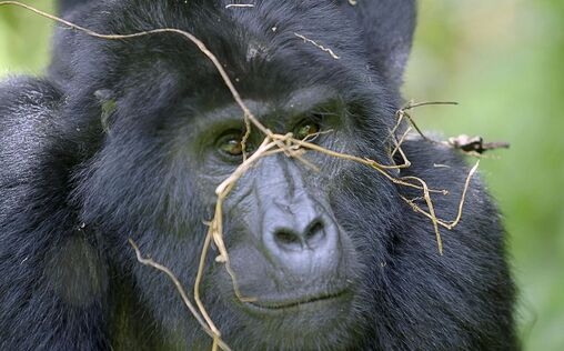 Afrika von oben 
 Uganda
