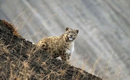 Himalaya - Heimat der Schneeleoparden 
 Das Spitital im Himalaya ist ein karges Gebirgstal...
