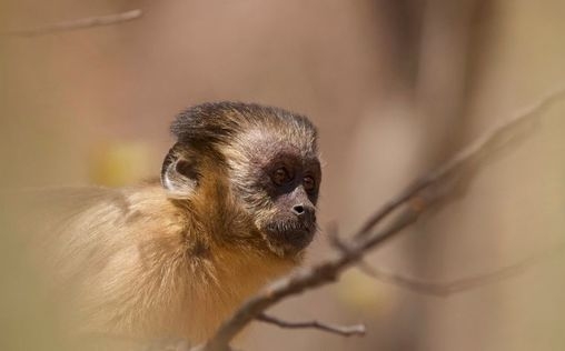 Tierkinder der Wildnis 
 Chico, der Kapuzineraffe