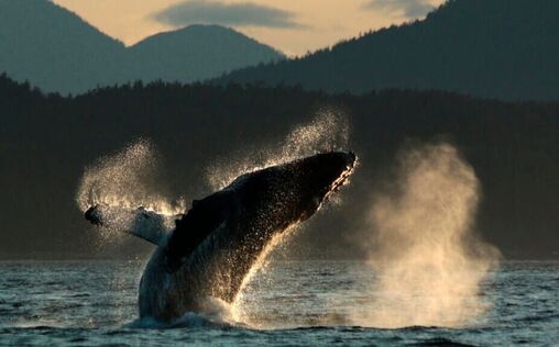 natur exclusiv 
 Wächter der Wale