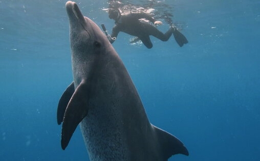 Im Bann der Delfine 
 Delfine sind die intelligentesten und beliebtesten...